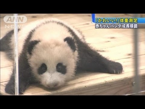可愛い 和歌山でパンダの赤ちゃん 体重測定 12 11 01 Youtube