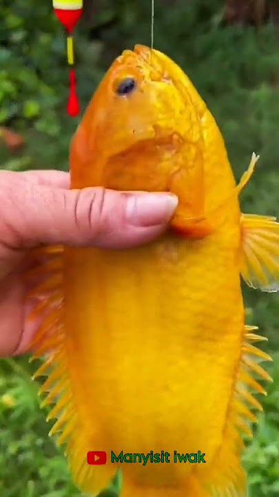 ikan betok langka warna kuning | #fish #betok #shorts