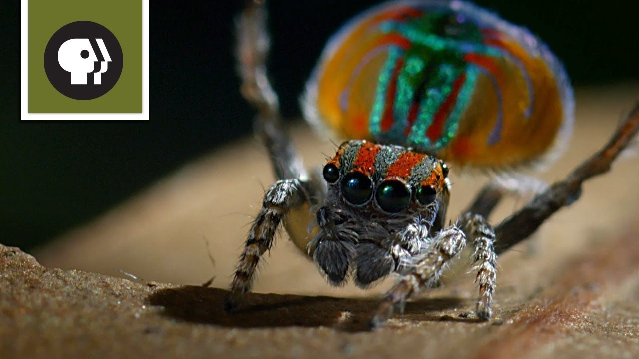 Peacock Spider Mating Dance Youtube