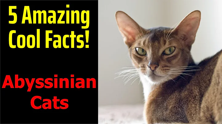 Watch the video about 5 Fascinating Facts About Abyssinian Cats