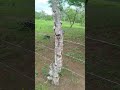 Das Coisas lindas do SERTÃO #viralvideo #toada #sertão
