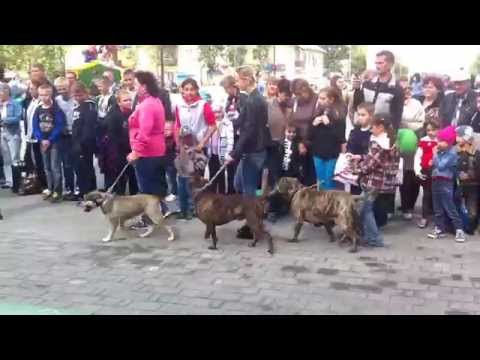 Конкурс «Собака-мой верный друг !» г. Суворов, 30.08.2014