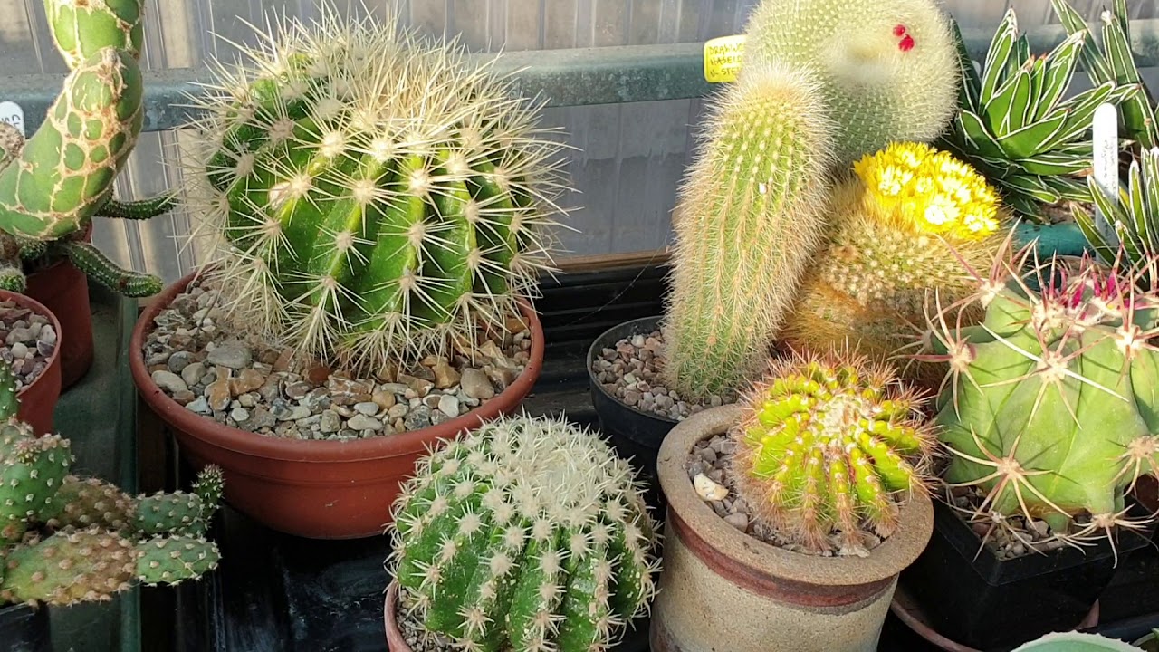 My late May 2020 cacti and succulents update.