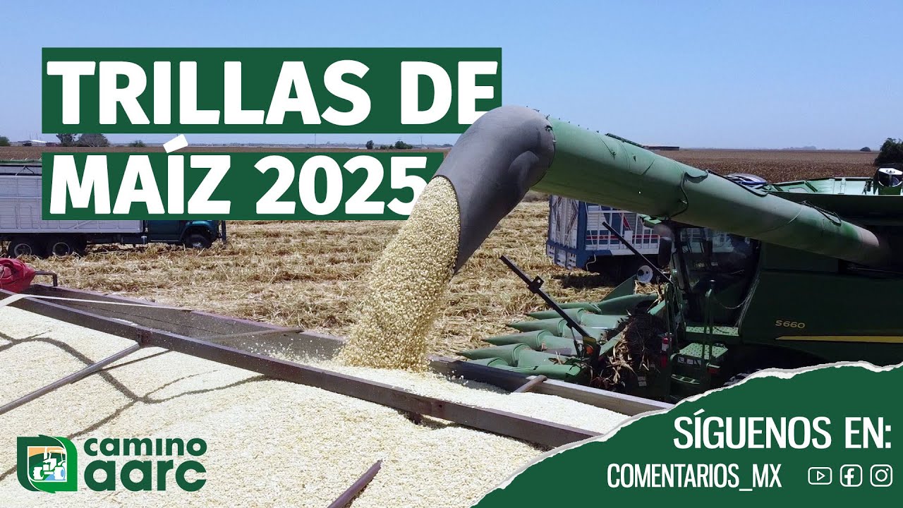 ¿Cuánto valdrá el maíz este 2025? | Revista Comentarios