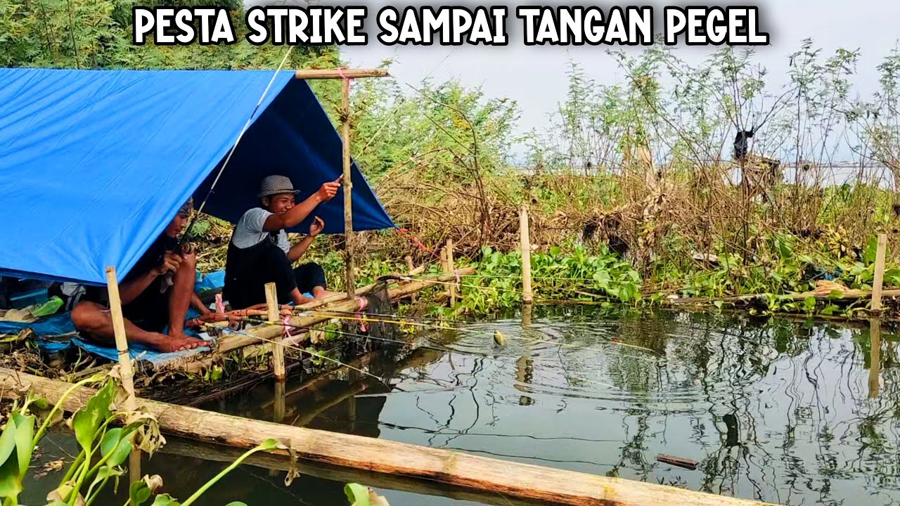 PESTA STRIKE‼️SAMPAI BOSAN NARIK IKAN, MANCING CIRATA | fishing cooking