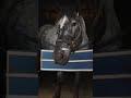 DROP A ❤️ IN THE COMMENTS FOR RIP RN!!!! #pony #horse #funnyhorse