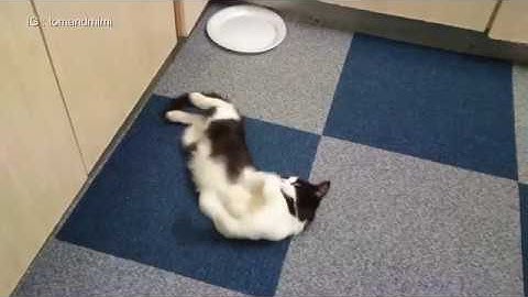 Hilarious | Cat Gets High On Catnip | 4K