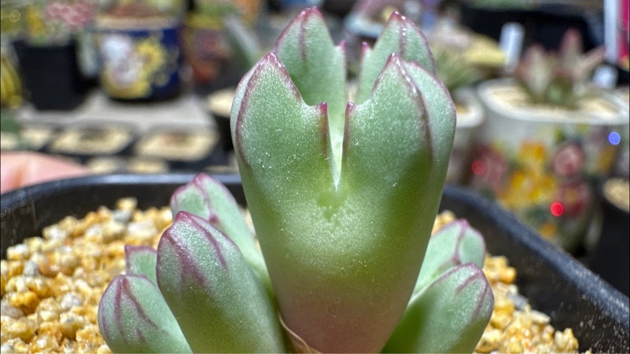 2026년03월10일 아주머니다육식물원 라이브 방송