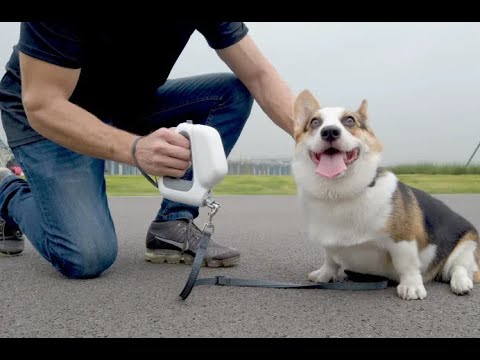 GOGOLEASH : THE ALL-IN-ONE DOG LEASH & COLLAR SYSTEM | Gizmo-Hub.com