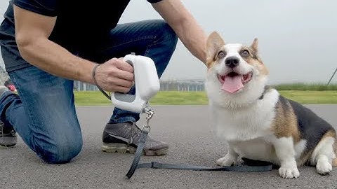 GOGOLEASH : THE ALL-IN-ONE DOG LEASH & COLLAR SYSTEM | Gizmo-Hub.com