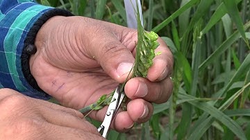 Hybridization/ Crossing technique (Emasculation & Pollination) in wheat (Triticum aestivum)