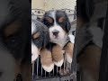 #バーニーズ#犬#dog#子犬#子供#犬のいる生活 暮らし#大型犬の居る暮らし#大型犬#ブリーダー犬 #ペットショップ#ブリーダー犬#千葉県#木更津#君津#バーニーズマウンテンドッグ#バーニーズ子犬