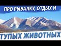 260 ДО УЛАН УДЭ. УЛЬТРАЛАЙТ БЫ. ТУПЫЕ ЖИВОТНЫЕ