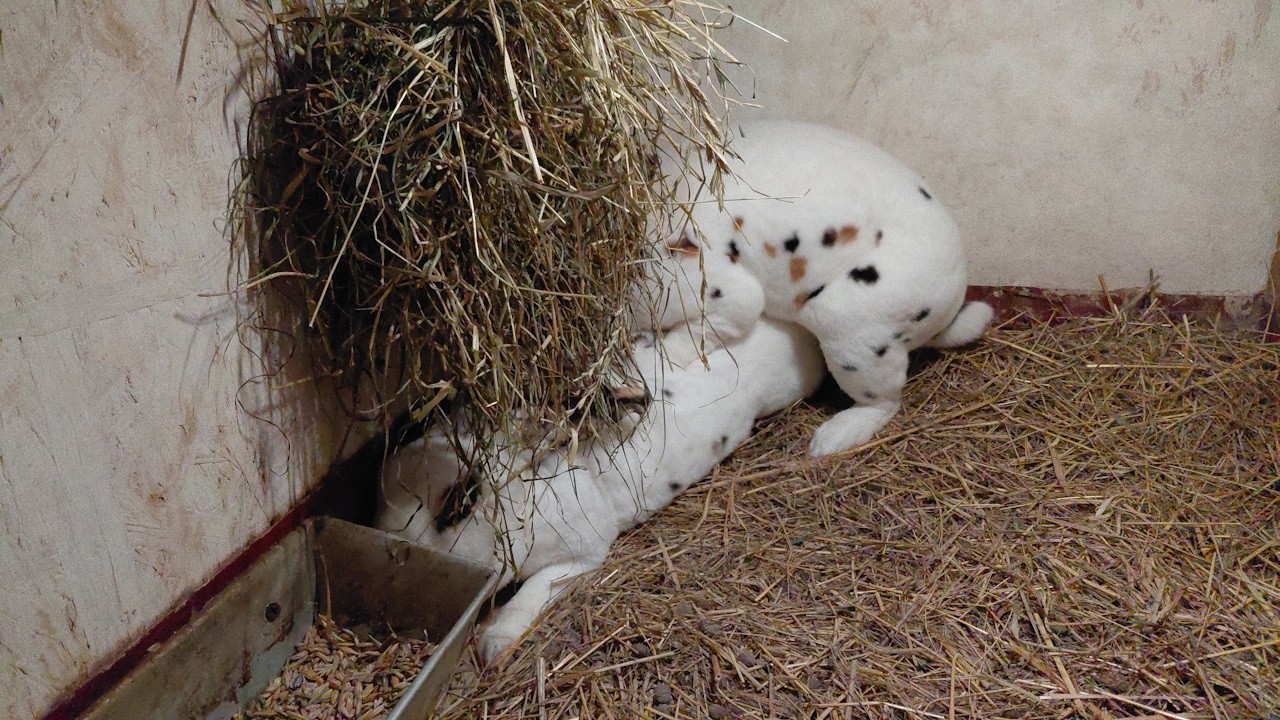 Zakocenie samicy REXa. Małe dylematy hodowlane. 1 wylęg kurczaków