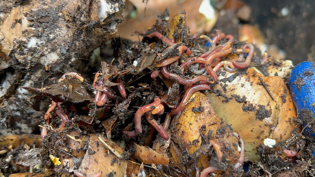 Hay Bale Vermigardening - Red Worm Composting