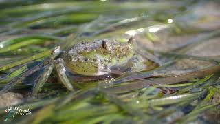 Intertidal Seagrass