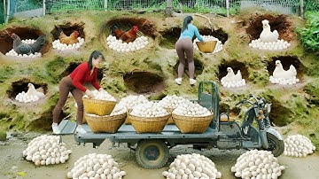 REWIND TIMELAPSE – 30 Days Building Many Nests for Hens & Ducks to Lay Eggs | Harvest & Market Sell