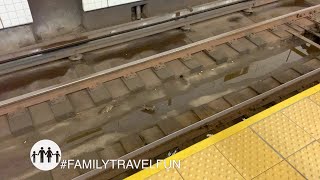 NEW YORK CITY (NYC) Subway Rats!