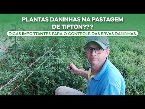 Vídeo: O que são ervas daninhas de carona - Aprenda sobre ervas daninhas que se espalham por carona