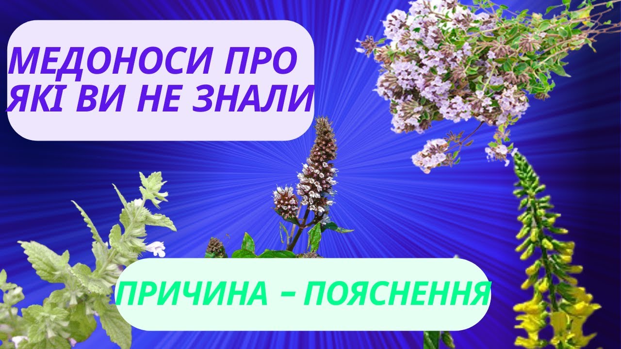 Бджільництво. Маловідомі медодаї, які ми можемо використовувати, але про це не знаємо!