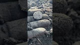Неплохая Деньга 1945 #история #metaldetecting #коп #археология #металопоиск #монеты #клад #деньга
