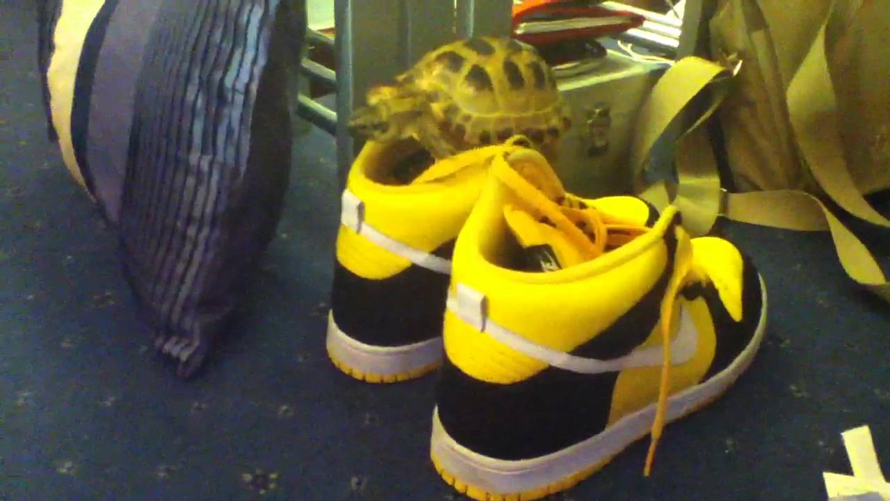 Climbing tortoise YouTube