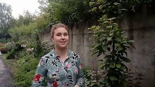Колоновидные яблони