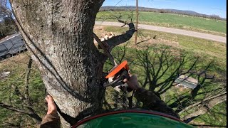 Trimming an Oak