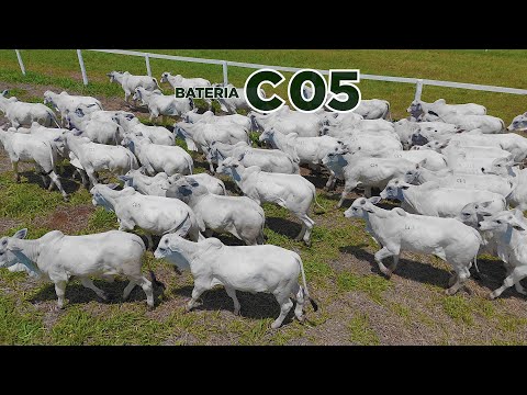 BATERIA C05