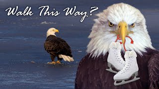 FUNNY ANIMAL VIDEOS: BALD EAGLE WALKING ON ICE: NORTH AMERICAS BIRD.