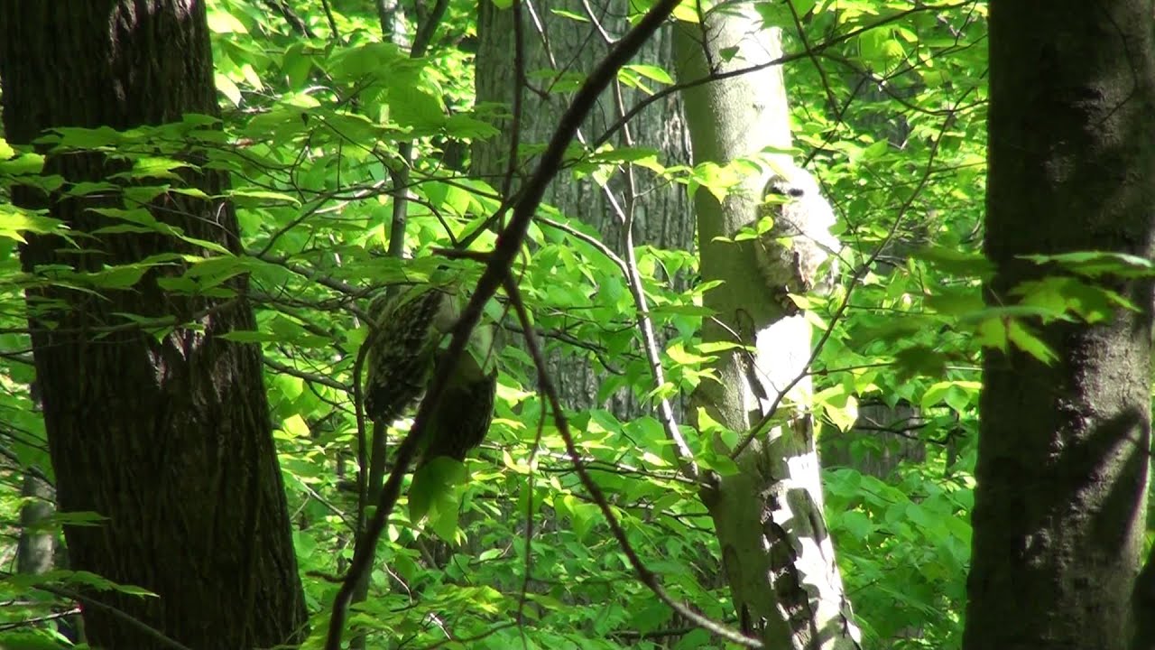 video phone beyonce mp3 Barred owl fledgling jumps and climbs a tree.