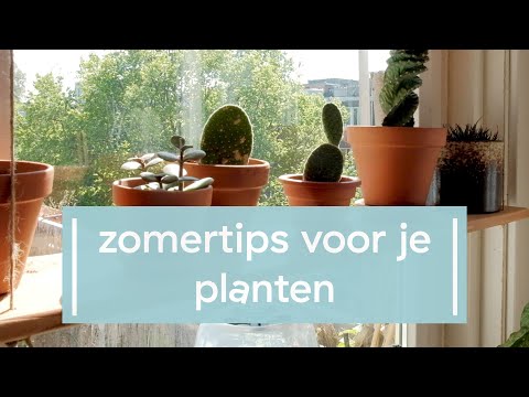 Video: 10 Beste binnenshuise tropiese plante – tipes tropiese plante om binnenshuis te groei