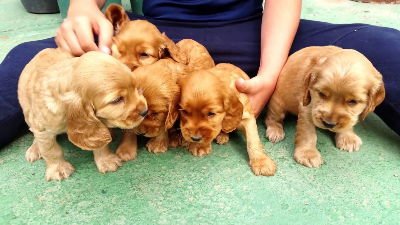 Filhote de Cocker Spaniel Inglês Melhor Preço Espírito Santo - Filhote de  Cocker Spaniel Inglês Dourado - Encrenquinhas