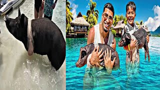 The Trench Family | We Went Swimming with Pigs in the Bahamas 