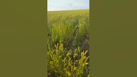 Житняк 2020 года после посева