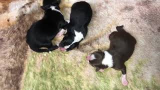 Newborn Miniature Australian Shepherd Puppies with tails