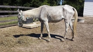 This Should Never Happen To a Horse!