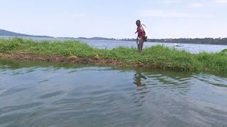Floating island reaches Luzira