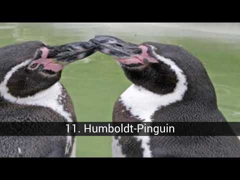 Video: Unterschied Zwischen Pinguin Und Papageientaucher