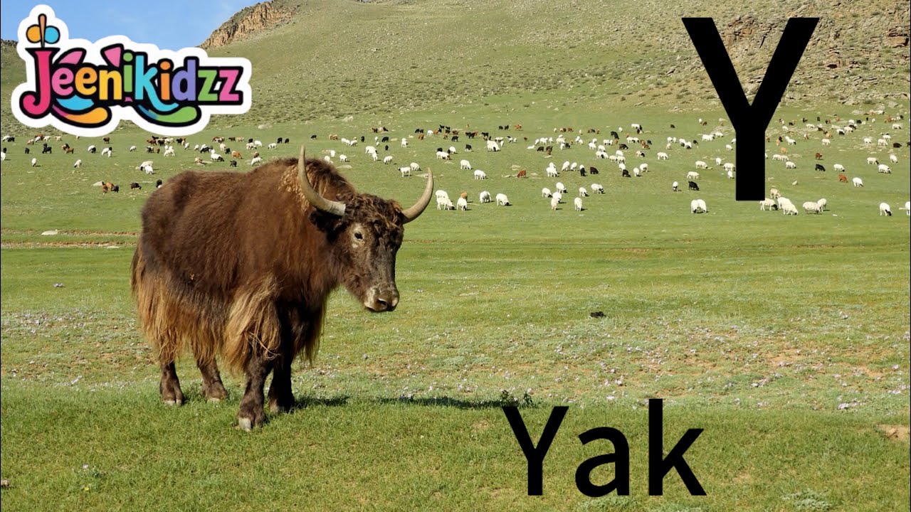 Learn Alphabets | Y Alphabet | Y for Yak | Yak - YouTube