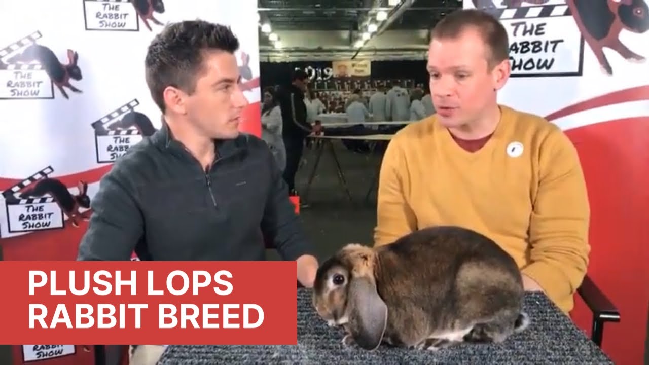 Standard Plush Lop and the “how to” process of recognizing new