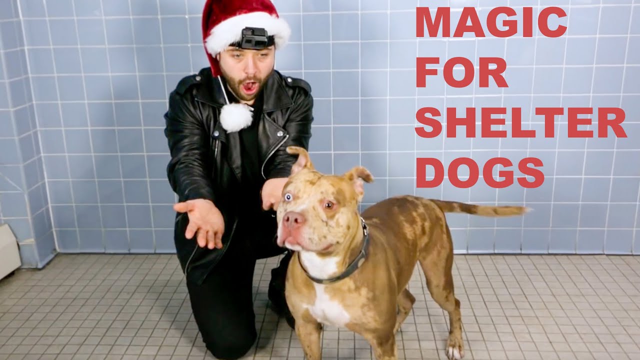 Magic for Shelter Dogs Magician John Stessel uses a vanishing treat