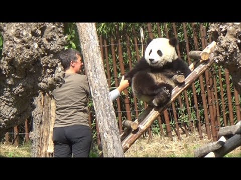 Pandababy Tian Bao