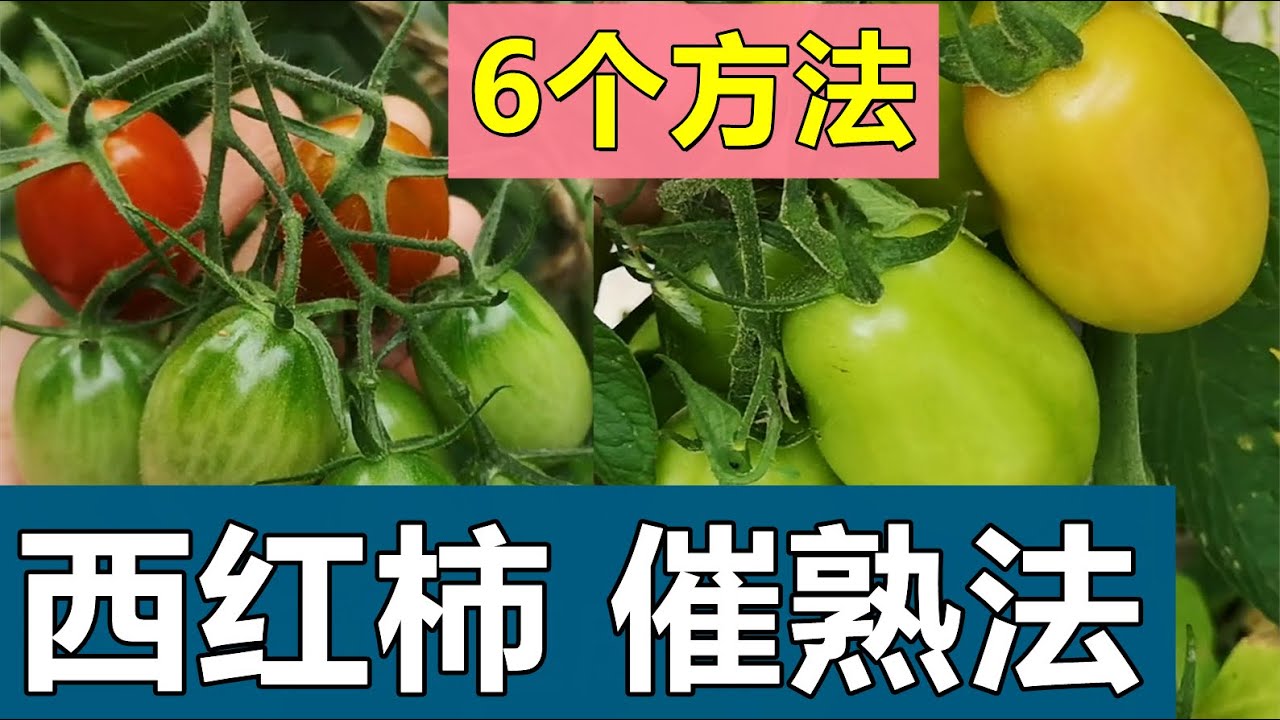未摘【番茄】催熟的6个方法和步骤 6 ways for ripening tomatoes