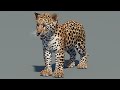 Leopard Cub 3D Model video