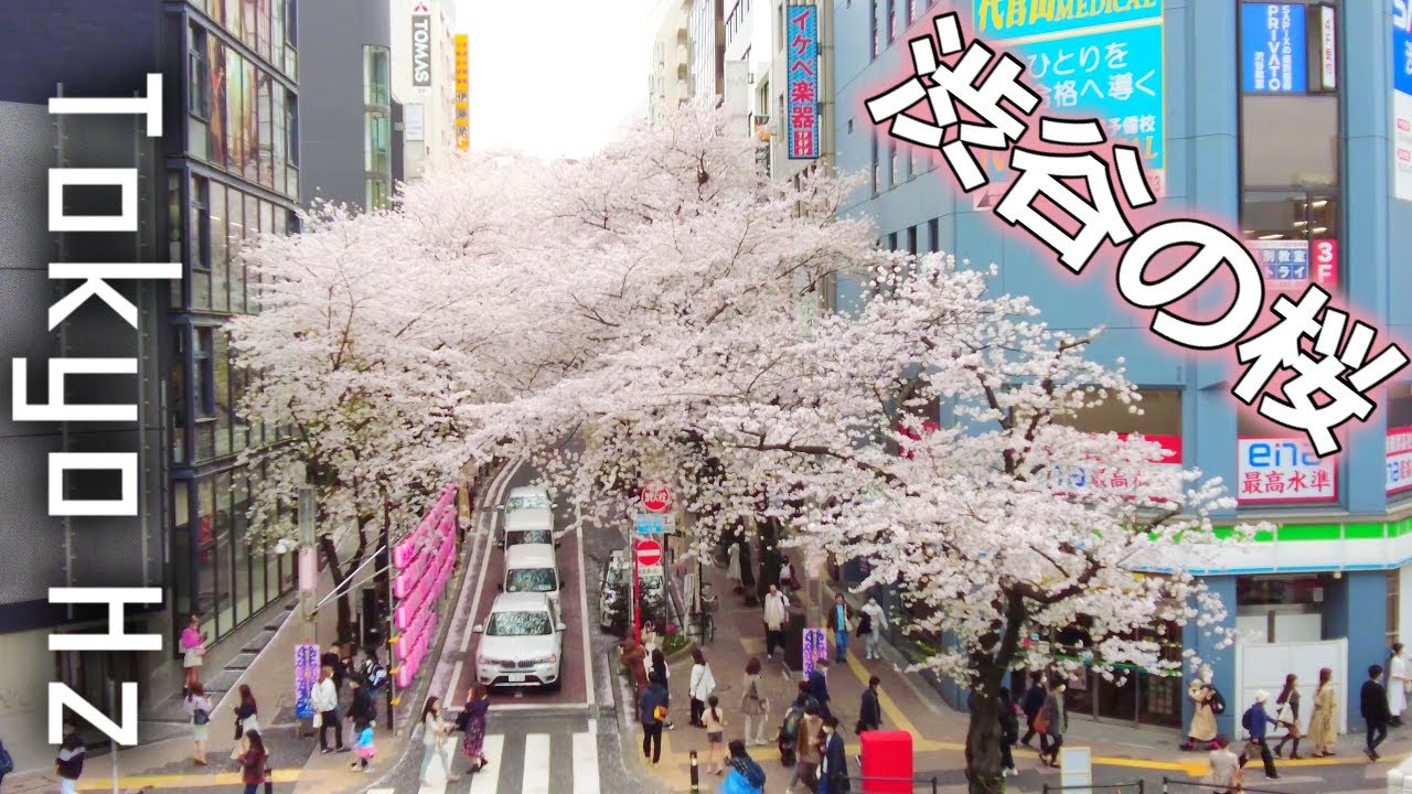 桜 まるっ ❀·°　1001 マスコット(さくら) うさまる – LINE FRIENDS SQUARE JAPAN OFFICIAL