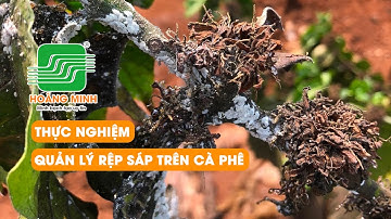 THỰC NGHIỆM QUẢN LÝ RỆP SÁP GÂY HẠI TRÊN CÂY CÀ PHÊ