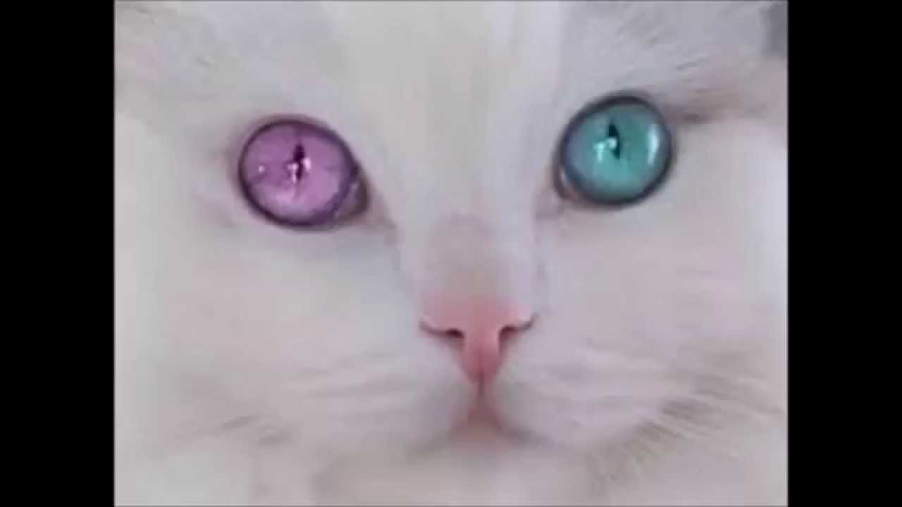 オッドアイ 虹彩異色症 猫 犬 人 他 Odd Eye Heterochromia Cat Dog Human Others Youtube