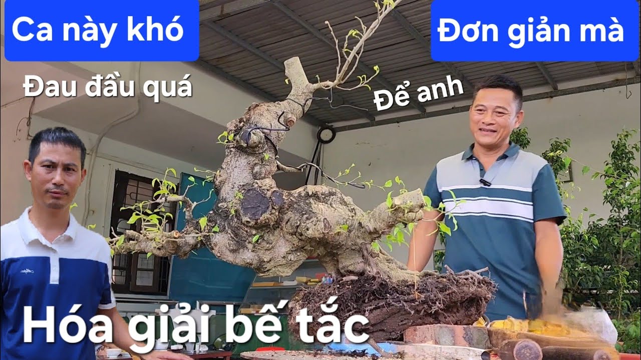 May quá gặp anh Nam Lê hóa giải bế tắc cho cây mới mua