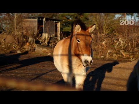 Video: Markhor Valmistaa Uutta Suosikkikenkääsi